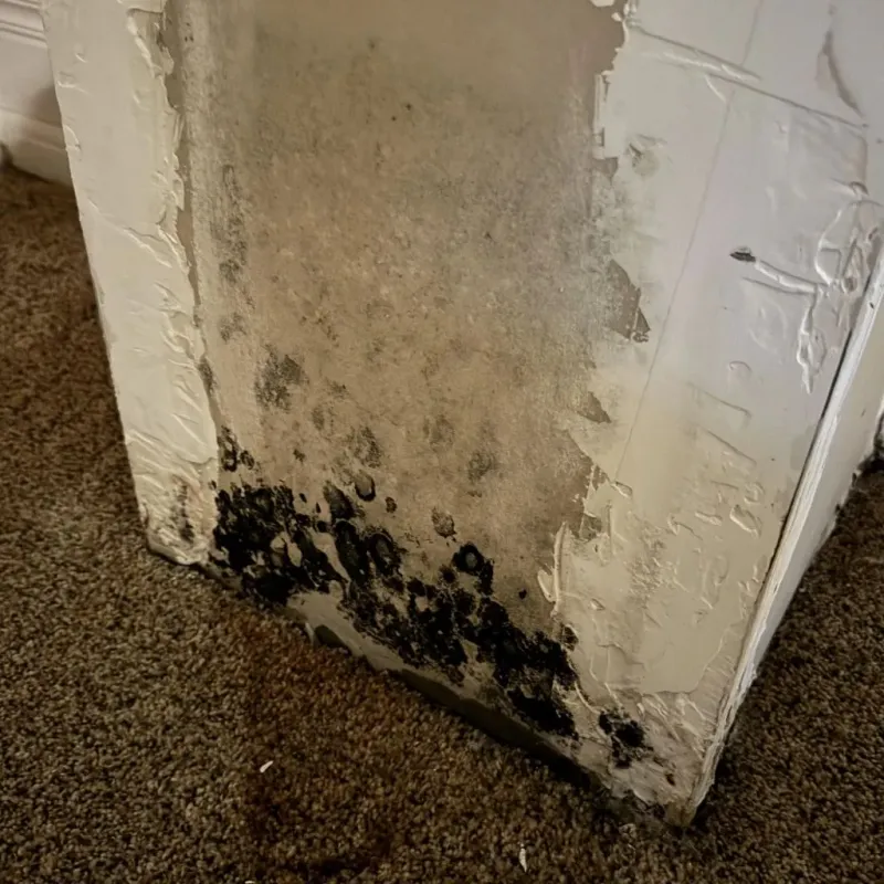 Professional Mold Removal in Newnan, GA